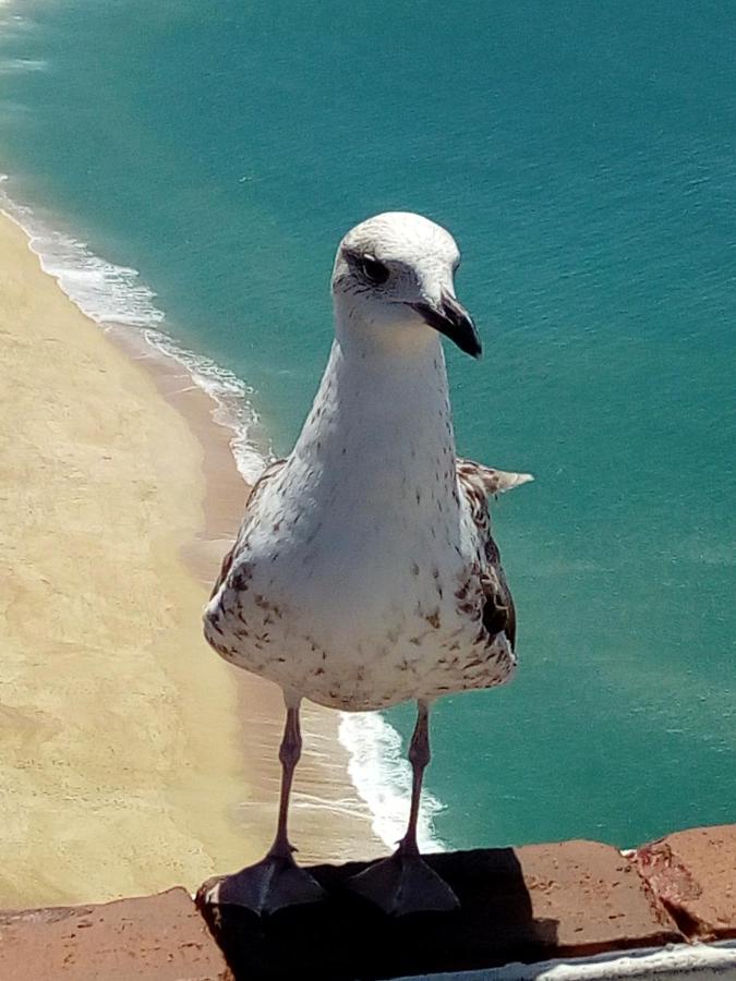Paleco'S House Daire Nazaré Dış mekan fotoğraf
